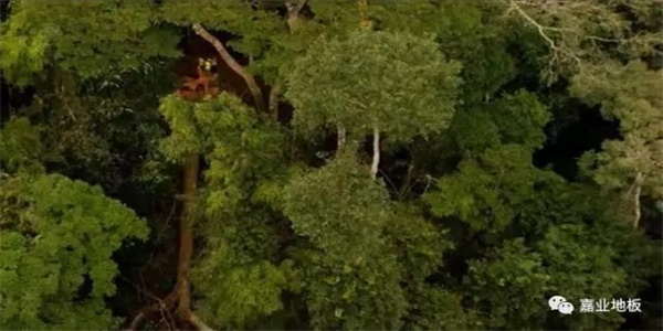 亚马逊雨林优质木材